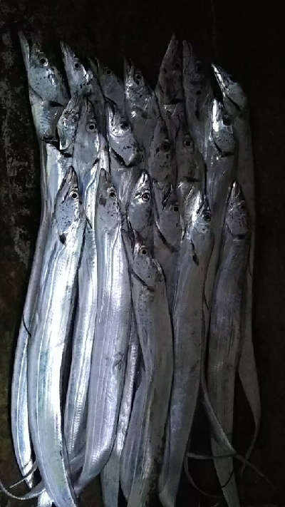 青物狙いのはずが…