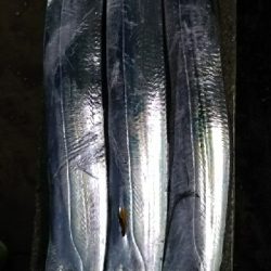 青物が釣りたい