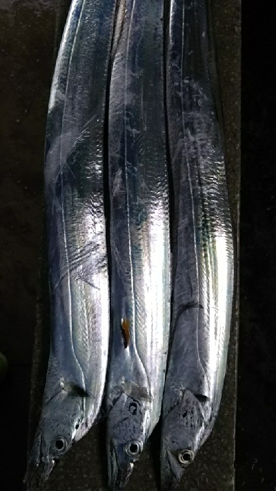 青物が釣りたい