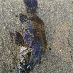 連チャンでガシラ釣り