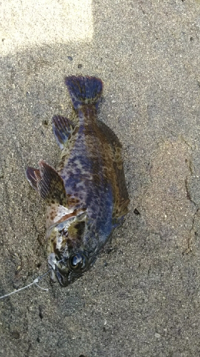 連チャンでガシラ釣り