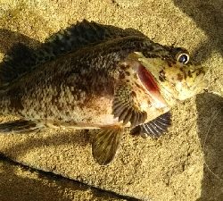 グレ釣りでまさかの尺越え(笑)