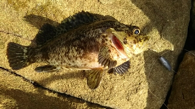 グレ釣りでまさかの尺越え（笑)