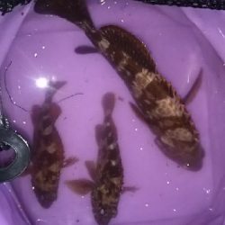 探り釣りでアコウ