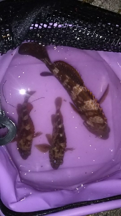 探り釣りでアコウ