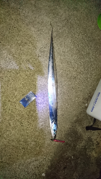 タチウオワインド