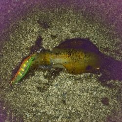 今秋五回目の釣行にて、初ゲットです。