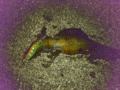 今秋五回目の釣行にて、初ゲットです。