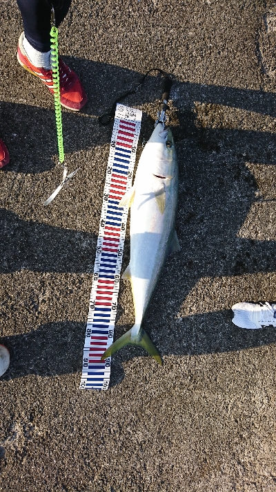 青物回遊のピーク？？