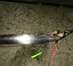 烏賊 厳しく❗浮気❕