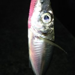 釣り