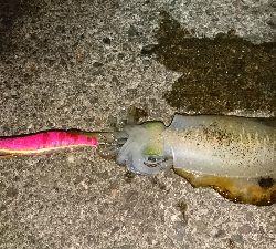 メジャーポイントは…