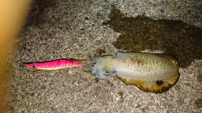 メジャーポイントは…