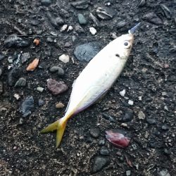 浦戸大橋付近の砂浜の突堤にて