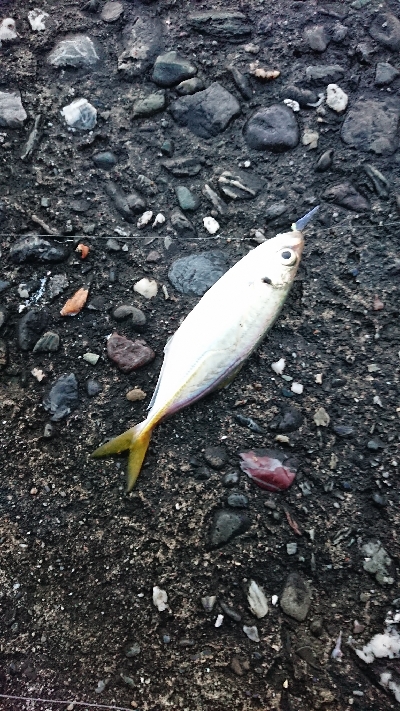 浦戸大橋付近の砂浜の突堤にて