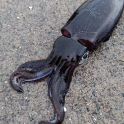 台風通過後のエギング