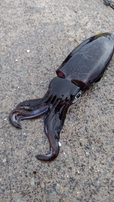 台風通過後のエギング