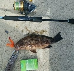 ヘダイ、キス、オオモンハタ