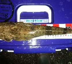 デカイのきたー