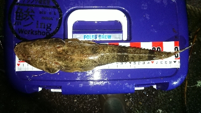 デカイのきたー