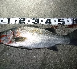 ヒラスズキ・タチウオ