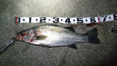 ヒラスズキ・タチウオ