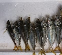 アジングいまいち