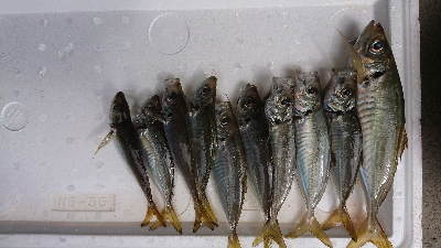 アジングいまいち