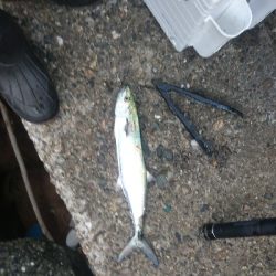 シーズン初サゴシ