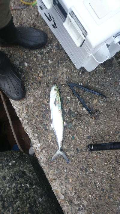 シーズン初サゴシ