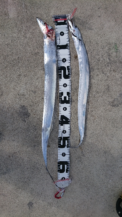 他の日は釣れてるのかな？