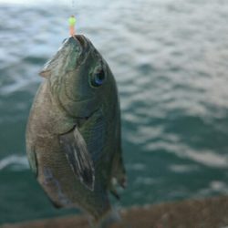 アジよ どうした!!