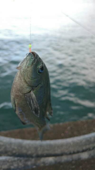 アジよ どうした！！