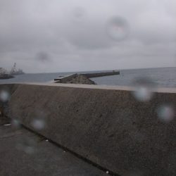 癒し系のサゴシ