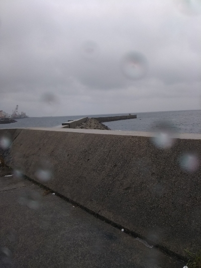 癒し系のサゴシ