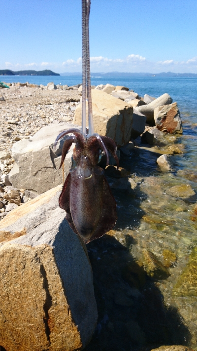 平日のエギング