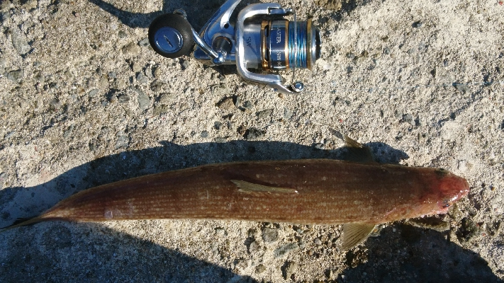 青物釣れません