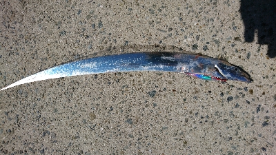 青物何処に行った