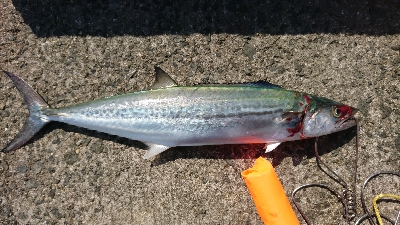 シーズン終盤戦