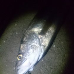 仁淀川河口 シーバス