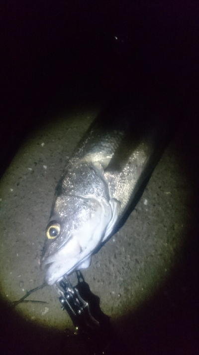 仁淀川河口 シーバス