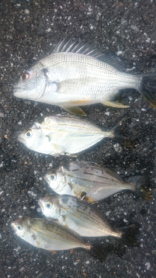 須崎浦ノ内 チョイ投げ釣り