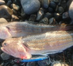 早朝サーフ、ライトショアジギング