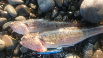 早朝サーフ、ライトショアジギング