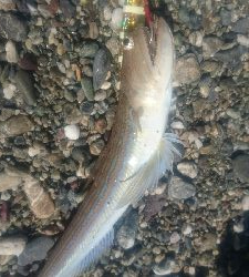 春野周辺サーフ、ライトショアジギング