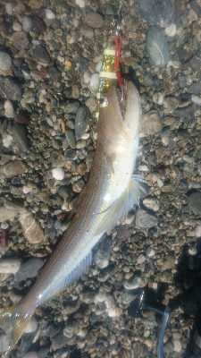 春野周辺サーフ、ライトショアジギング