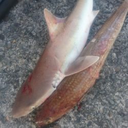 須崎野見漁港 ライトショアジギング