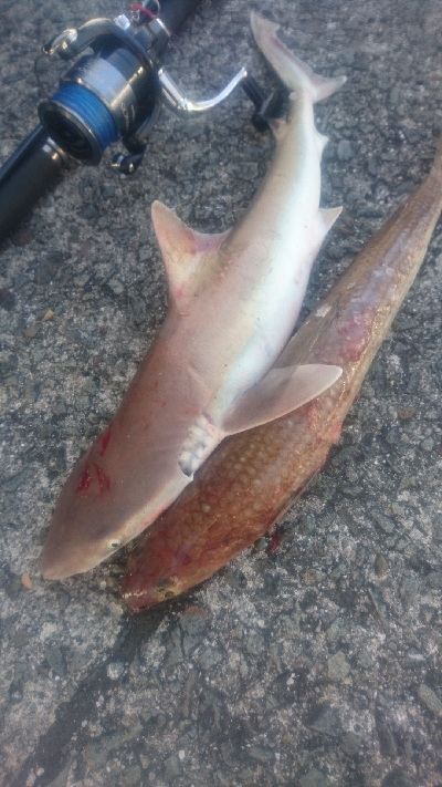 須崎野見漁港 ライトショアジギング