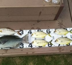 エサ取り多っ！