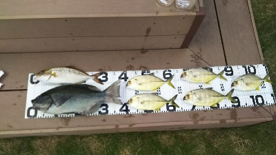 エサ取り多っ！